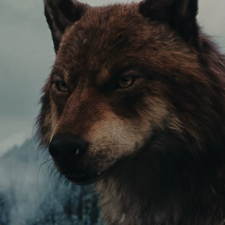 Jacob in wolf form